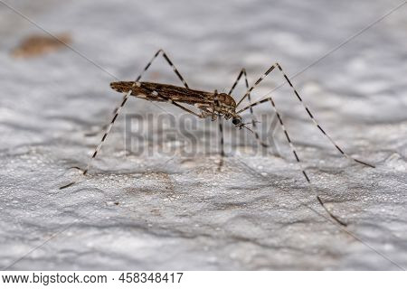 Adult Limoniid Crane Fly Of The Family Limoniidae