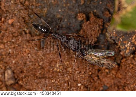 Adult Trap-jaw Ant Of The Genus Odontomachus Carrying A Dead Adult Typical Leafhopper Of The Family 