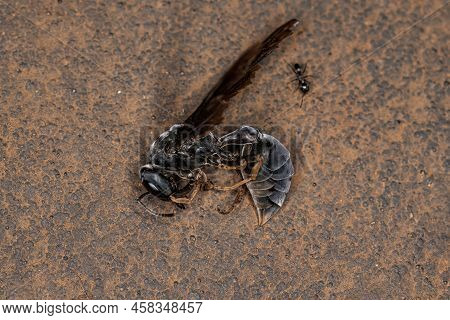 Dead Adult Female Warrior Wasp Of The Genus Synoeca