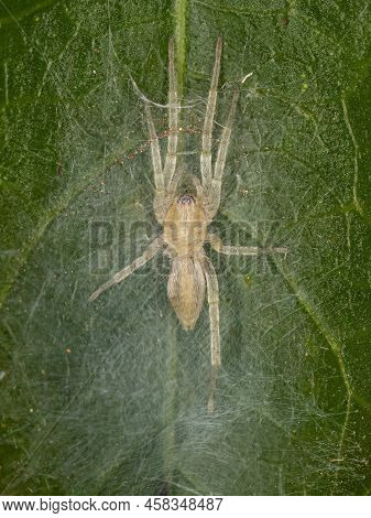 Small Ghost Spider Of The Family Anyphaenidae