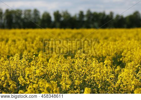 Yellow Rapseed Field At Daylight With Green Trees Groves In The Background, Telephoto Shot With Sele