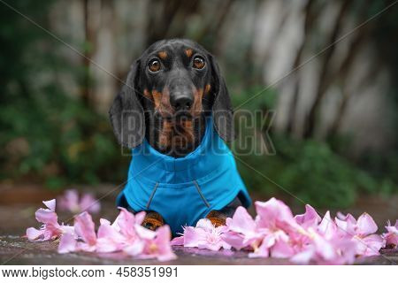 Cute Dachshund Puppy In Blue Raincoat Is Sitting On Ground In Park, Surrounded By Fallen Petals Of P