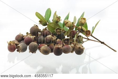 Rose Myrtle Or Hill Gooseberry Isolated On White Background