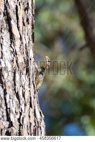 Laudakia Stellio - Agama Lizard Sits On A The Pine Tree In Turkey