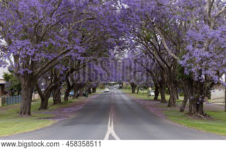 Flowering Jacaranda Trees Along Pound Street During The Jacaranda Festival At Grafton