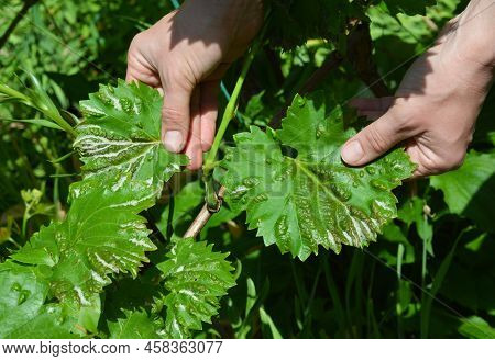 Farmer Showing Anthracnose Fungus Disease On Grape Vine Leaves. Grapes Anthracnose Symptoms.