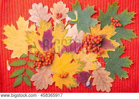 Bright Multicolored Background Of Autumn Leaves On A Red Knitted Backing. The Colorful Background Im