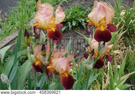 Five Pinkish Beige And Carmine Flowers Of Iris Germanica With Rain Drops In May
