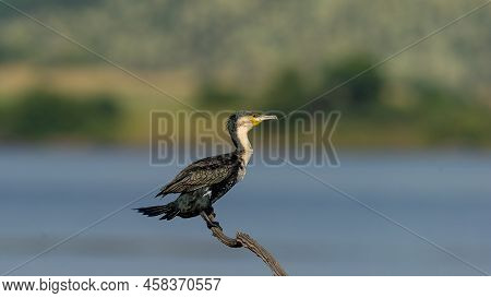 White-breasted Cormorant (phalacrocorax Neglectus)  Pilanesberg Nature Reserve, South Africa