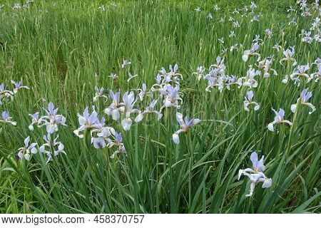 A Lot Of Light Violet Flowers Of Irises In June