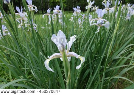 Bright Violet Flowers Of Irises In June