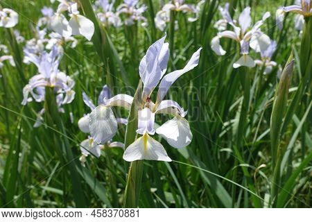 Buds And Light Violet Flowers Of Irises In June