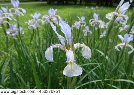 Close View Of Light Violet Flower Of Iris In June