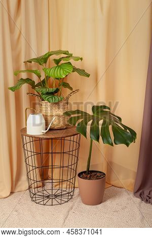 Still Life With Plants And Watering Can On A Brown Curtains Background.