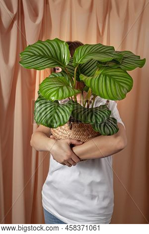 Woman Looks Through The Leaves Of The Calathea Orbifolia Tropical Plant.