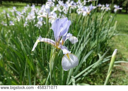 Delicate Light Violet Flower Of Iris In June