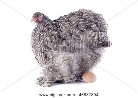 วางไก่