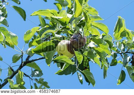 Rotten Apple. Fruits Infected By The Apple Monilia Fructigena