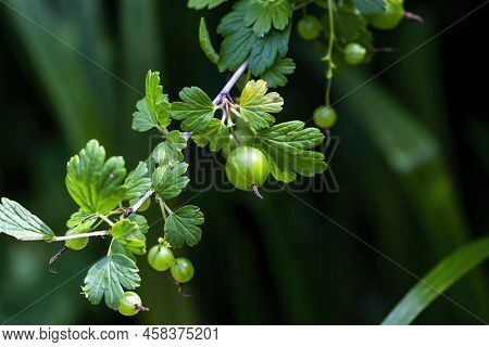 Ribes Uva-crispa, Wild Gooseberry Known As Gooseberry Or European Gooseberry, Is A Species Of Flower