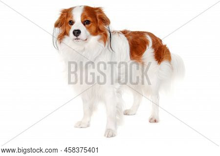 Sad Kooiker Dog Resting On A Clean White Background