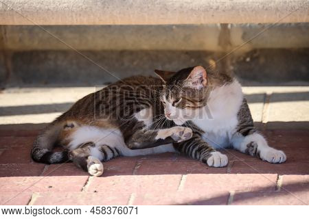Portrait Of A Cat With Streaked Fur.