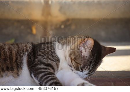 Portrait Of A Cat With Streaked Fur.