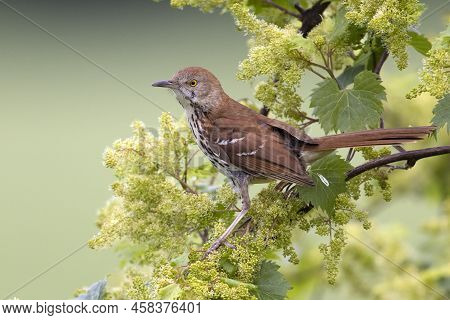 Brown Thrasher (toxostoma Rufum) Perched Ona Riverbank Grape Branch - Huron County, Ontario, Canada