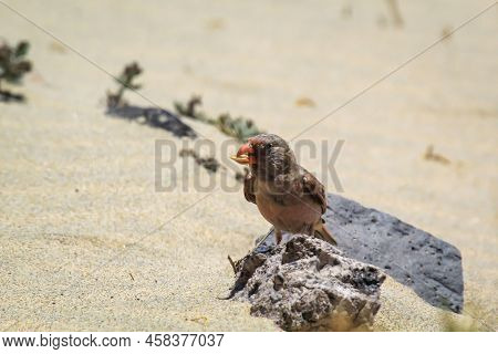 A Desert Bullfinch Or Desert Trumpeter, Bucanetes Githagineus Feeding On A Plant.