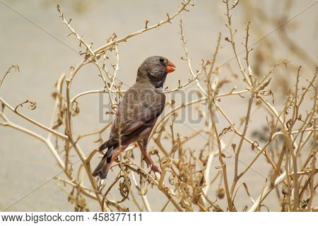 A Desert Bullfinch Or Desert Trumpeter, Bucanetes Githagineus Feeding On A Plant.