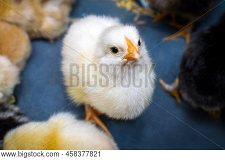 Newly Eaten White Chicken After The Incubation Period. Breeding Of Chickens. Selective Focus