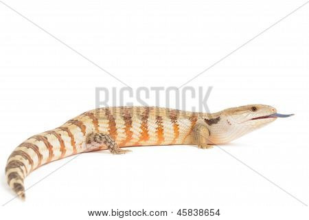 Blau genutet Skink