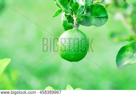 Lime, Lime Plant Or Lemon On Lemon Tree Or Lemon Plant