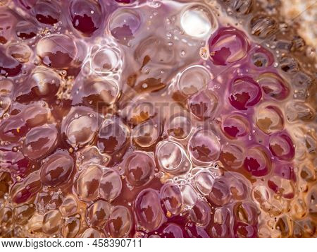 Jellyfish With Grains Of Sand On The Beach