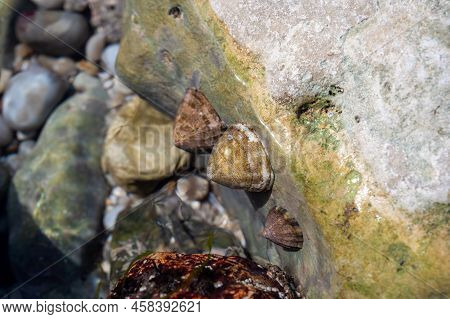 Edible Sea Water Molluscs Patella Caerulea, Species Of Limpet In Family Patellidae At Low Tide In Et