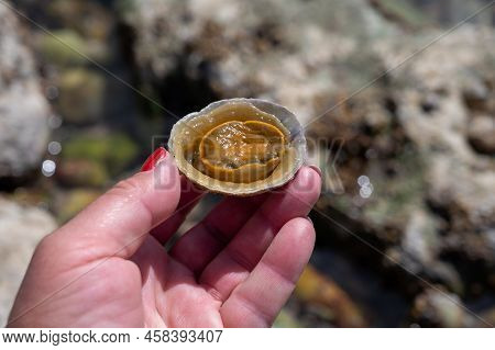 Edible Sea Water Molluscs Patella Caerulea, Species Of Limpet In Family Patellidae