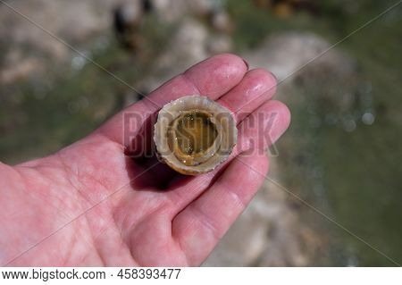 Edible Sea Water Molluscs Patella Caerulea, Species Of Limpet In Family Patellidae