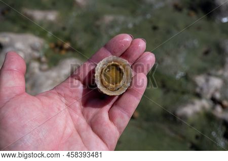 Edible Sea Water Molluscs Patella Caerulea, Species Of Limpet In Family Patellidae