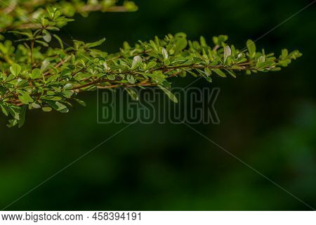 The Leaves Of The Madagascar Almod Plant Are Small, Green, Used For Shade Plants, Isolated On A Blur
