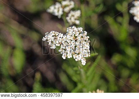 Flower Of The Yarrow Achillea Distans