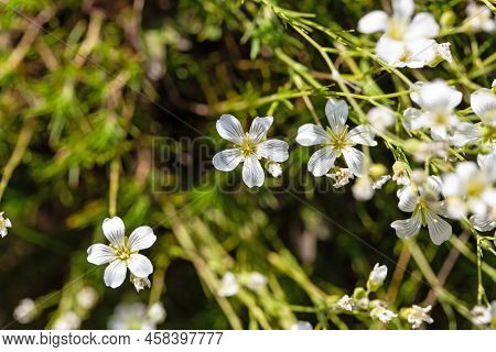 Flower Of The Sandwort, Minuartia Juniperina