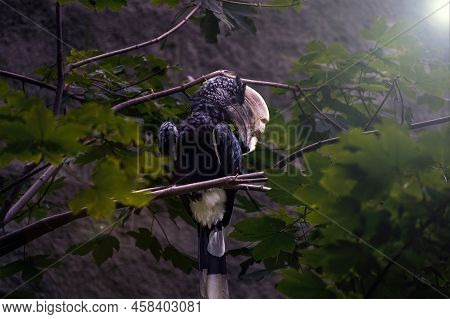 Silvery Cheeked Hornbill Bird Sitting On A Branch Of A Tree, Usually Found In Africa, Scientific Nam