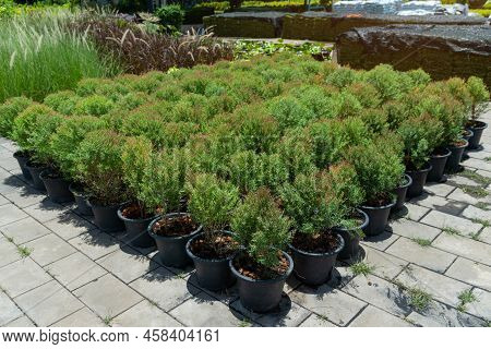 Seedling Of Plants And Flowers In Pots, Plantation For Growing Seedlings Of Thuja And Flowers In Sun