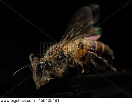 Macro Shoot Of Bee , Apis Dorsata