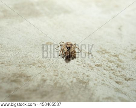 Close Up Shoot Of A Jumping Spider