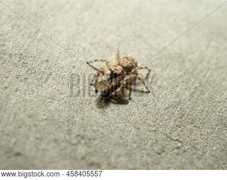 Close Up Shoot Of A Jumping Spider