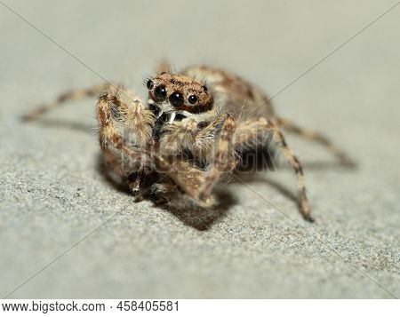 Close Up Shoot Of A Jumping Spider