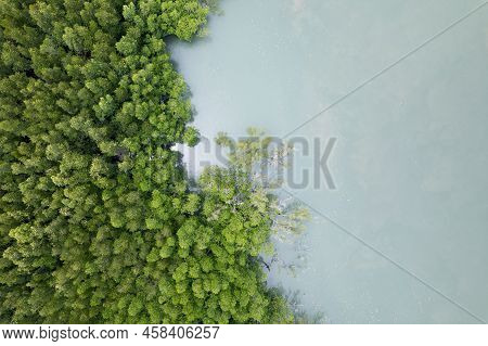 Amazing Abundant Mangrove Forest Aerial View Of Forest Trees Rainforest Ecosystem And Healthy Enviro