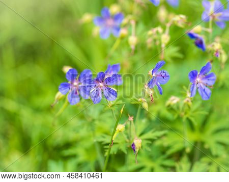 Floral Summer Background Of Flowers Geranium Pratense, Meadow Cranesbill, In The Morning Sunlight. G