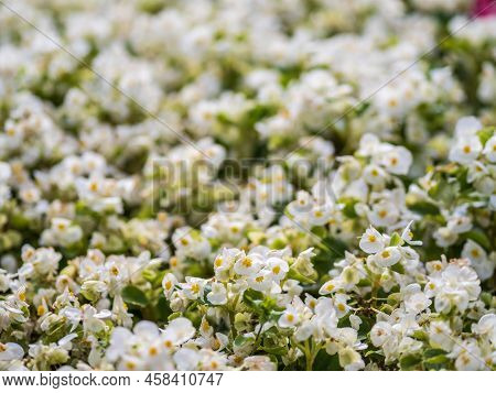 White Begonia Everblooming Ambassador In A Flower Bed On The Street. Beautiful, Fresh, Bright White 