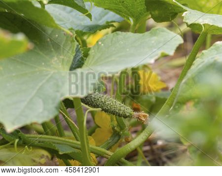 A Small Cucumber With A Yellow Flower And Antennae Close-up In The Garden. The Ovary Of A Cucumber, 